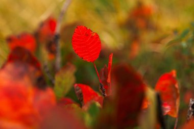 Slovenya sonbaharda Güzel duman ağacını kapat