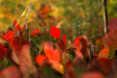 Slovenya sonbaharda Güzel duman ağacını kapat
