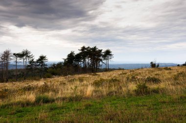 Ağaçlar tarlada, bulutlar gökyüzünde, Cerje. Slovenya