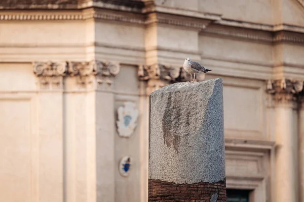 Rom Italien November 2022 Den Vackra Ruiner Och Arkitekturer Fori — Stockfoto