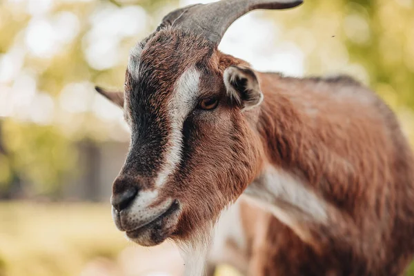Portrait Domestic Goat Local Farm Italy — Stock Photo, Image