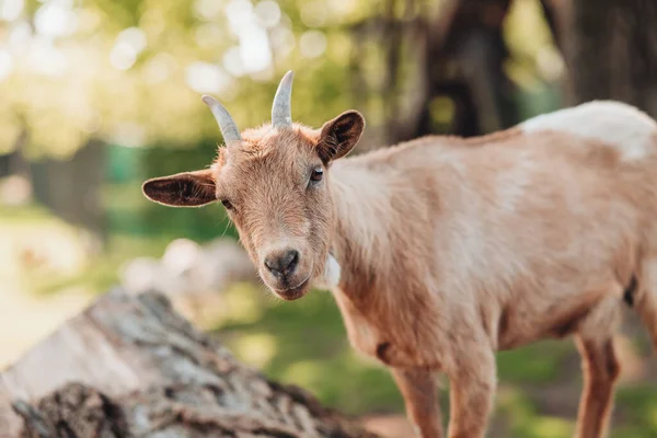 Portrait Domestic Goat Local Farm Italy — Stock Photo, Image