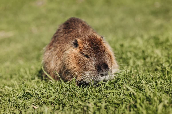 Portrait of a cute domestic beaver on the grass