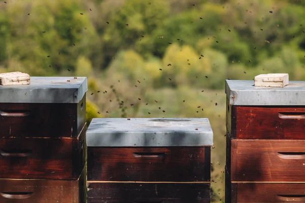 Pszczoły Latające Wokół Ula Dla Pszczelarstwa Uxembourg — Zdjęcie stockowe