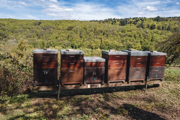 Bienen Fliegen Einen Bienenstock Für Die Imkerei Luxemburg — Stockfoto