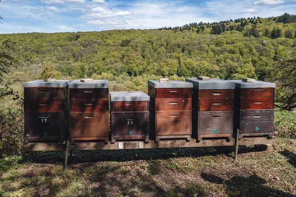 Пчелы Летают Вокруг Пчелиного Улья Пчеловодства Уксембуре — стоковое фото