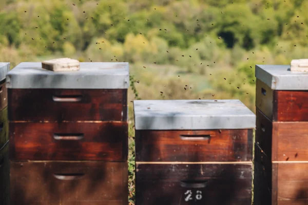 Бджоли Літають Навколо Вулик Виноградарства Уксембурзі — стокове фото