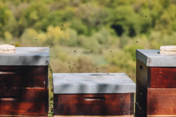 在Uxembourg 蜜蜂在蜂箱周围飞来飞去以进行养蜂 — 图库照片