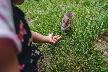 Parco Sempione, Milan 'da şirin bir sincap.