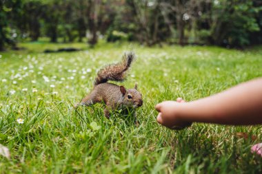 Parco Sempione, Milan 'da şirin bir sincap.