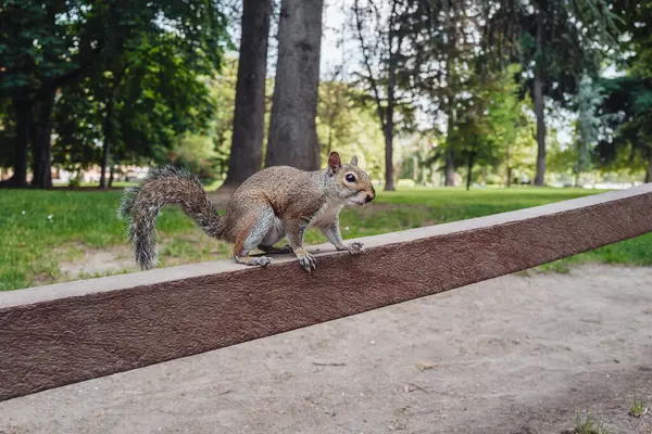 Esquilo Bonito Parco Sempione Milão — Fotografia de Stock