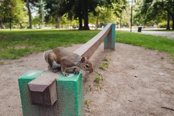 Cute Squirrel Parco Sempione Milan — Stock Photo, Image