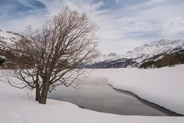 スイスのセントモリッツ 2024年3月 シルズ湖とマロハ村の周りの雪に覆われた息をのむような山 ストック画像