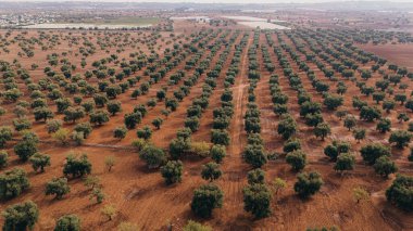 Stunning aerial shot of a sprawling olive tree plantation at sunset in Puglia, capturing neat rows of trees and dirt paths. The golden light enhances the lush greenery and earthy tones. clipart