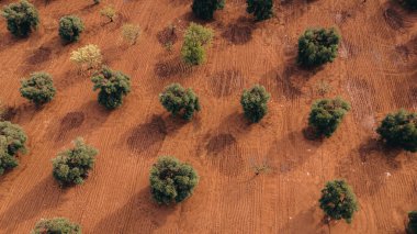 Stunning aerial shot of a sprawling olive tree plantation at sunset in Puglia, capturing neat rows of trees and dirt paths. The golden light enhances the lush greenery and earthy tones. clipart