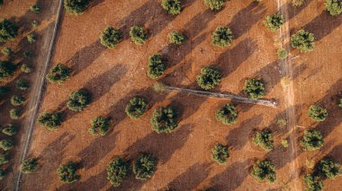 Puglia 'da günbatımında yayılan bir zeytin ağacının göz kamaştırıcı görüntüsü, düzenli sıra ağaçlar ve toprak yollar yakalıyor. Altın ışık yemyeşil ve toprak rengini arttırır..