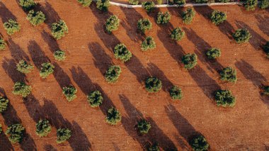 Puglia 'da günbatımında yayılan bir zeytin ağacının göz kamaştırıcı görüntüsü, düzenli sıra ağaçlar ve toprak yollar yakalıyor. Altın ışık yemyeşil ve toprak rengini arttırır..