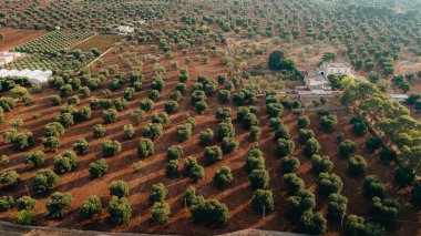 Puglia 'da günbatımında yayılan bir zeytin ağacının göz kamaştırıcı görüntüsü, düzenli sıra ağaçlar ve toprak yollar yakalıyor. Altın ışık yemyeşil ve toprak rengini arttırır..