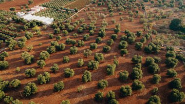 Puglia 'da günbatımında yayılan bir zeytin ağacının göz kamaştırıcı görüntüsü, düzenli sıra ağaçlar ve toprak yollar yakalıyor. Altın ışık yemyeşil ve toprak rengini arttırır..