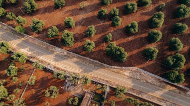 Puglia 'da günbatımında yayılan bir zeytin ağacının göz kamaştırıcı görüntüsü, düzenli sıra ağaçlar ve toprak yollar yakalıyor. Altın ışık yemyeşil ve toprak rengini arttırır..