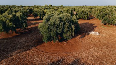 Puglia 'da günbatımında yayılan bir zeytin ağacının göz kamaştırıcı görüntüsü, düzenli sıra ağaçlar ve toprak yollar yakalıyor. Altın ışık yemyeşil ve toprak rengini arttırır..