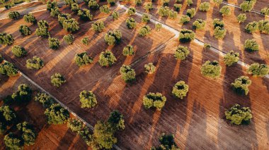 Puglia 'da günbatımında yayılan bir zeytin ağacının göz kamaştırıcı görüntüsü, düzenli sıra ağaçlar ve toprak yollar yakalıyor. Altın ışık yemyeşil ve toprak rengini arttırır..