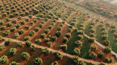 Stunning aerial shot of a sprawling olive tree plantation at sunset in Puglia, capturing neat rows of trees and dirt paths. The golden light enhances the lush greenery and earthy tones. clipart