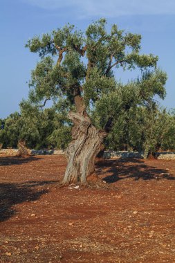 Puglia, görkemli antik zeytin ağacı açık mavi bir gökyüzünün altında taş duvarlarla çevrili engin bir kırsal alanda duruyor. Bu sahne doğada sükunet ve zamansız bir güzelliği çağrıştırıyor..