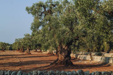 Puglia, görkemli antik zeytin ağacı açık mavi bir gökyüzünün altında taş duvarlarla çevrili engin bir kırsal alanda duruyor. Bu sahne doğada sükunet ve zamansız bir güzelliği çağrıştırıyor..