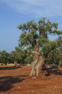 Puglia, görkemli antik zeytin ağacı açık mavi bir gökyüzünün altında taş duvarlarla çevrili engin bir kırsal alanda duruyor. Bu sahne doğada sükunet ve zamansız bir güzelliği çağrıştırıyor..
