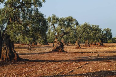 Puglia, görkemli antik zeytin ağacı açık mavi bir gökyüzünün altında taş duvarlarla çevrili engin bir kırsal alanda duruyor. Bu sahne doğada sükunet ve zamansız bir güzelliği çağrıştırıyor..