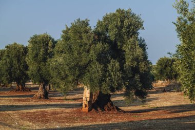 Puglia, görkemli antik zeytin ağacı açık mavi bir gökyüzünün altında taş duvarlarla çevrili engin bir kırsal alanda duruyor. Bu sahne doğada sükunet ve zamansız bir güzelliği çağrıştırıyor..