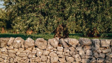 Puglia, görkemli antik zeytin ağacı açık mavi bir gökyüzünün altında taş duvarlarla çevrili engin bir kırsal alanda duruyor. Bu sahne doğada sükunet ve zamansız bir güzelliği çağrıştırıyor..