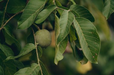 Yeşillik yeşil yaprakların arasında, olgunlaşmamış yeşil bir ceviz ağacının detaylı bir görüntüsü, doğal büyümeyi ve doğanın güzelliğini aktarıyor..