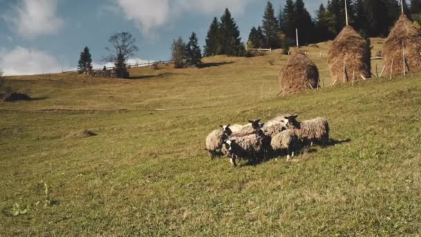 Boerderijdieren Eten Gras Bergweide Vanuit Lucht Landelijk Natuurlandschap Grappig Schaap — Stockvideo