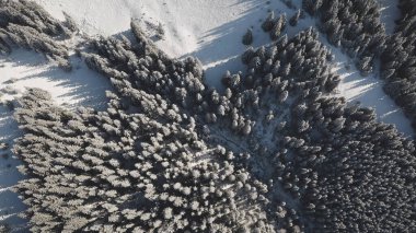 Top dowm mountain village at snow fir forest aerial. Nobody nature landscape at winter sunny day. Sun over conifer trees. Cottages at snowy valley. Frost Carpathian mount, Bukovel, Ukraine, Europe clipart