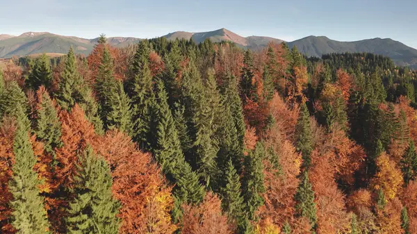 Kolorowy Jesienny Las Górski Liści Anteny Żaden Krajobraz Natury Niezbadane Zdjęcia Stockowe bez tantiem