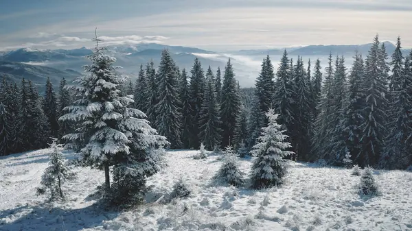 눈덮인 꼭대기 공중에 소나무를 클로즈업 합니다 겨울에는 아무도 경관을 못한다 스톡 사진