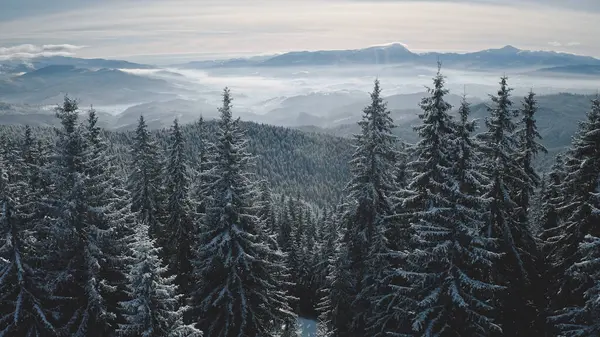 Fenyőerdő Ködfagy Légterében Hóhegygerincek Télen Senki Természet Táj Köd Borítja Stock Kép