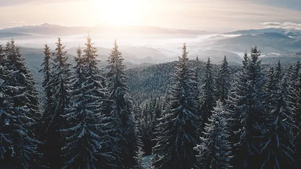 안개가 파라오 겨울에는 눈덮인 산등성이 아무도 경관을 그리지 않는다 소나무 로열티 프리 스톡 사진