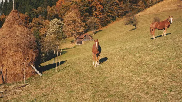 Dağ Otları Vadisinde Atların Havası Sonbahar Kır Doğa Manzarası Çiftlik — Stok fotoğraf