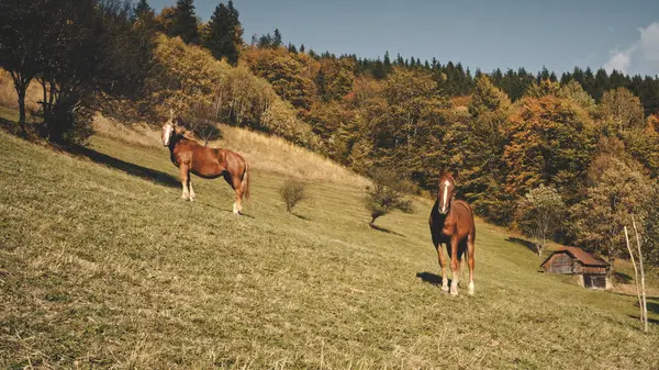 马在秋天的山岗上摆姿势拍照 乡村自然景观 草场上有趣的农场动物树叶子茂密的森林里的小木屋 Picturesque Carpathian Mounts Ukraine Europe — 图库照片