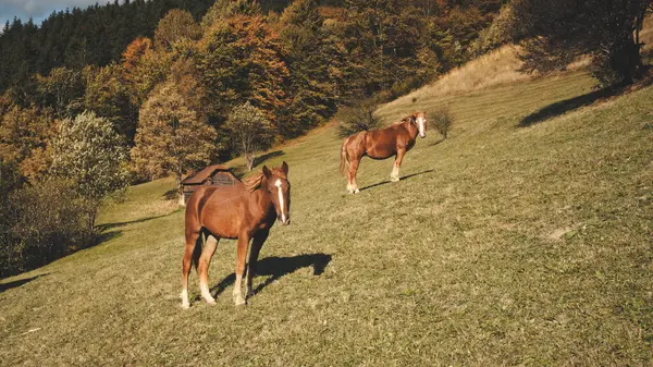 Aerial Horses Mountain Pasture Autumn Nature Landscape Farm Animals Leaves — Stock Photo, Image