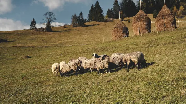 Funny sheeps at mountain hills aerial. Farm animals eat grass at pasture. Autumn nature landscape. Countryside farmlands with meadows and haystack. Fir forest at Carpathian mounts, Ukraine, Europe