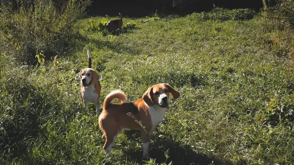 Καθαρά Σκυλιά Beagle Στο Πράσινο Γρασίδι Κοιλάδα Εναέρια Βιοποικιλότητα Φθινοπωρινό Εικόνα Αρχείου