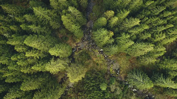 Hegyi Folyó Zöld Fenyőerdő Tetején Föld Alatt Senki Természet Táj Jogdíjmentes Stock Fotók