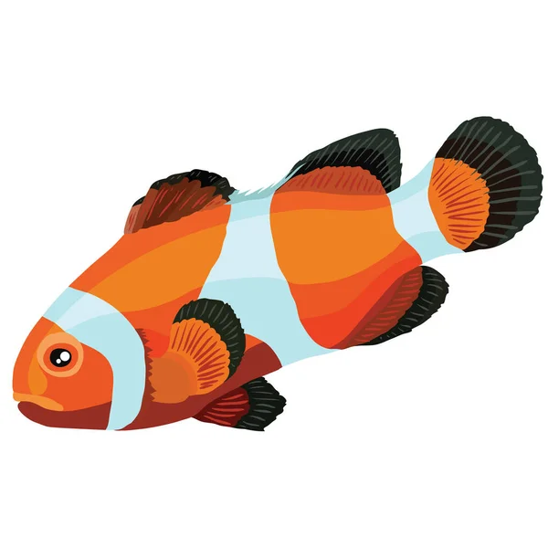 オレンジと白の色のピエロの魚 漫画のイラスト 白い背景の孤立したオブジェクト ベクトル Eps — ストックベクタ