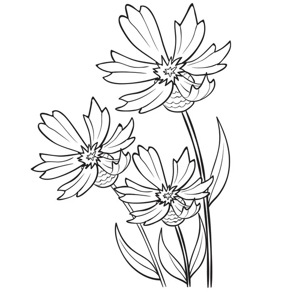 Cornflower Flor Esboço Coloração Objeto Isolado Sobre Fundo Branco Ilustração Gráficos Vetores