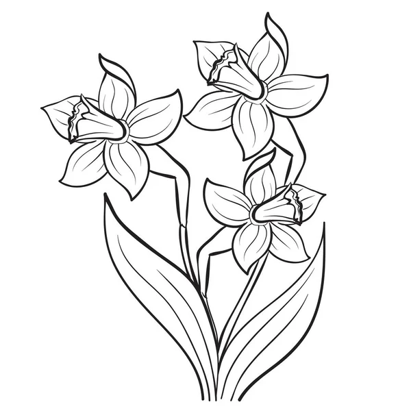 Narcis Květiny Skica Zbarvení Izolovaný Objekt Bílém Pozadí Vektorové Ilustrace Stock Ilustrace