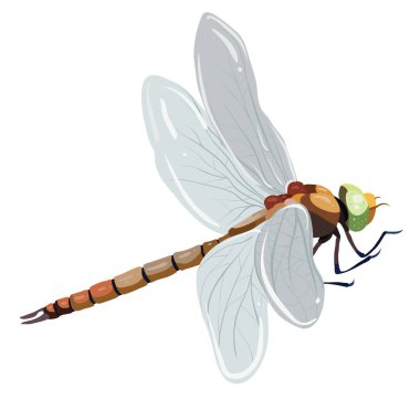 Görüntü, bir yusufçuğun detaylı bir çizimini gösteriyor. Yusufçuğun görünür damarları olan büyük, şeffaf kanatları, kahverengi ve turuncunun değişik tonlarına sahip segmentli bir gövdesi ve yeşilimsi görünen büyük bileşik gözleri vardır. Bacakları ince ve siyah.